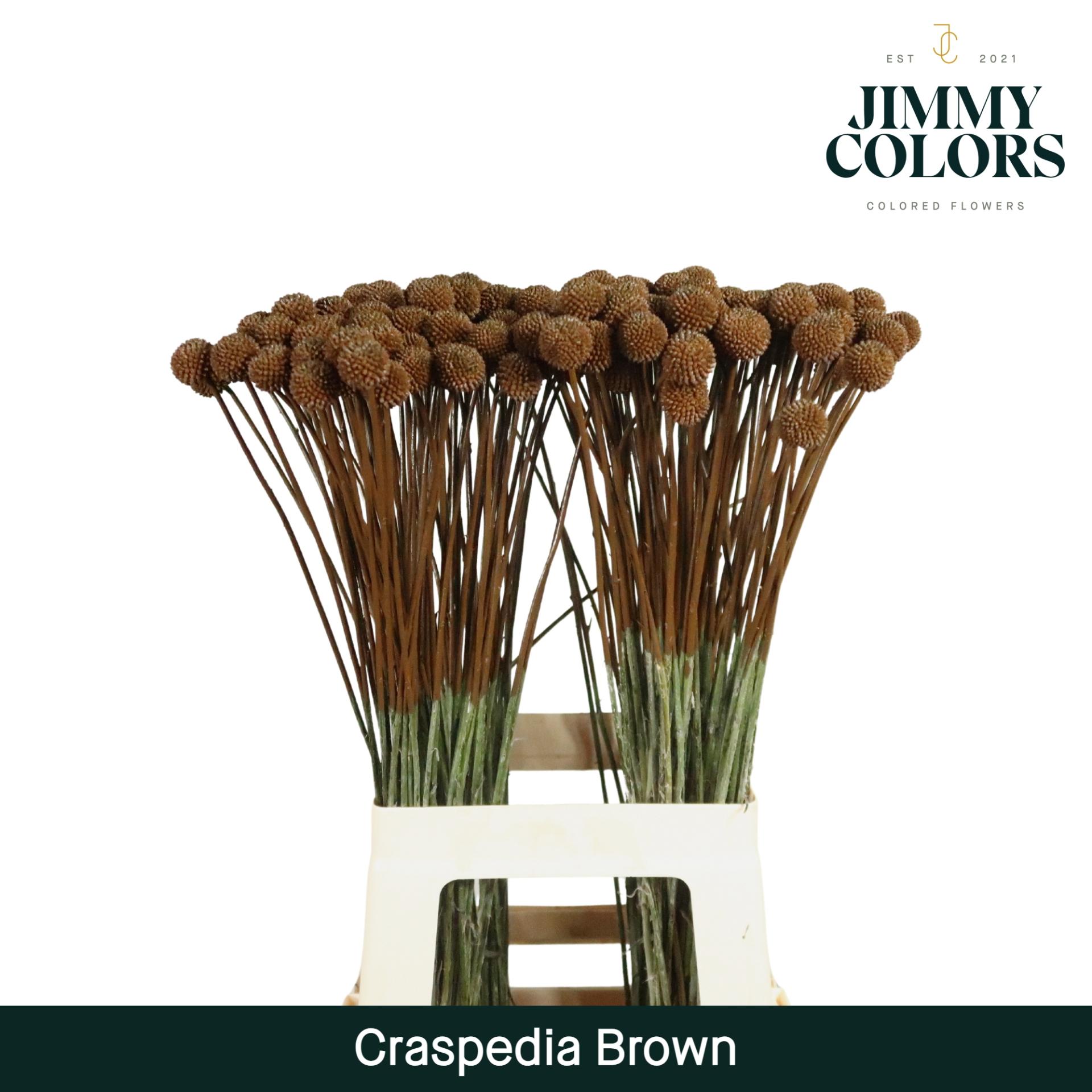 Срезанные цветы оптом Craspedia paint brown от 50шт из Голландии с доставкой по России