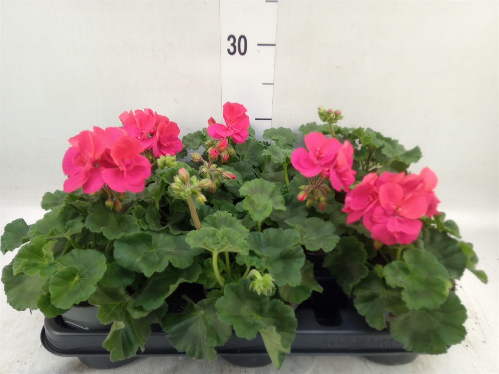 Горшечные цветы и растения оптом Pelargonium Zon White (longlife) от 8шт из Голландии с доставкой по России