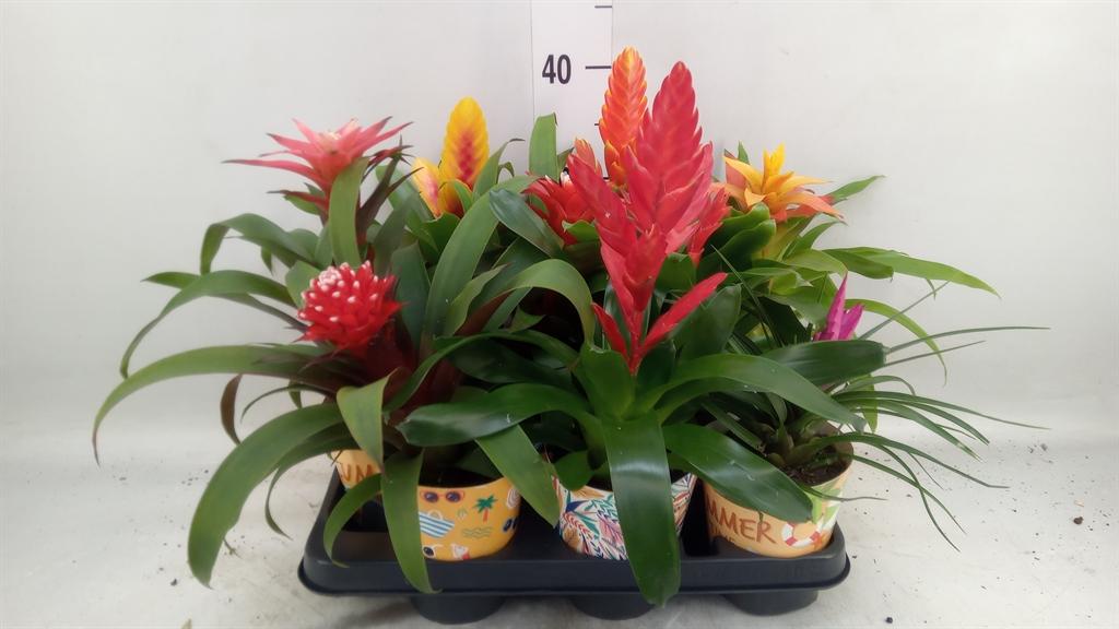 Горшечные цветы и растения оптом Bromelia   ...mix от 9шт из Голландии с доставкой по России