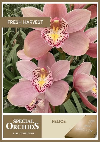 Срезанные цветы оптом Cymbidium pink floripink felice от 10шт из Голландии с доставкой по России