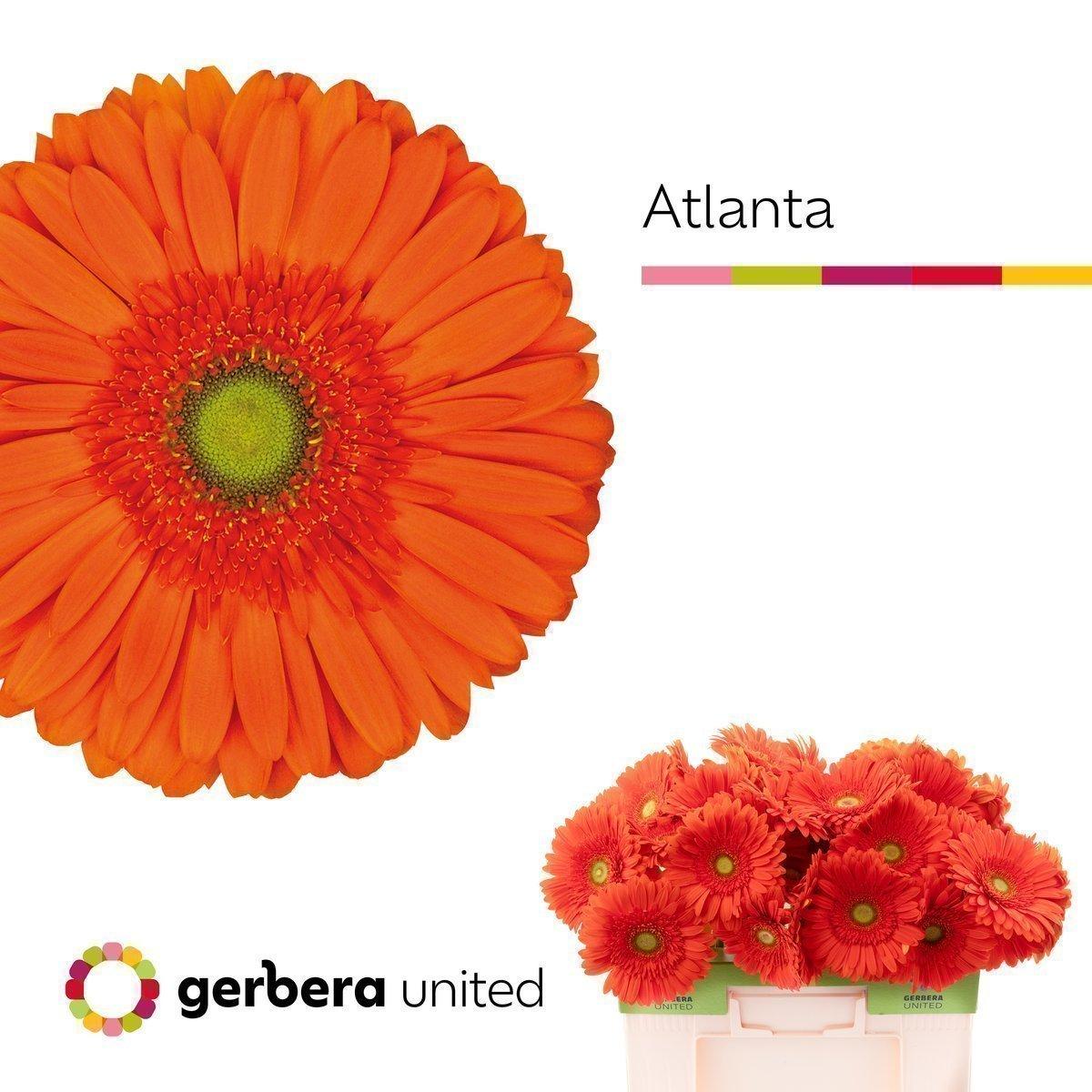 Срезанные цветы оптом Gerbera atlanta от 40шт. из Голландии с доставкой по России