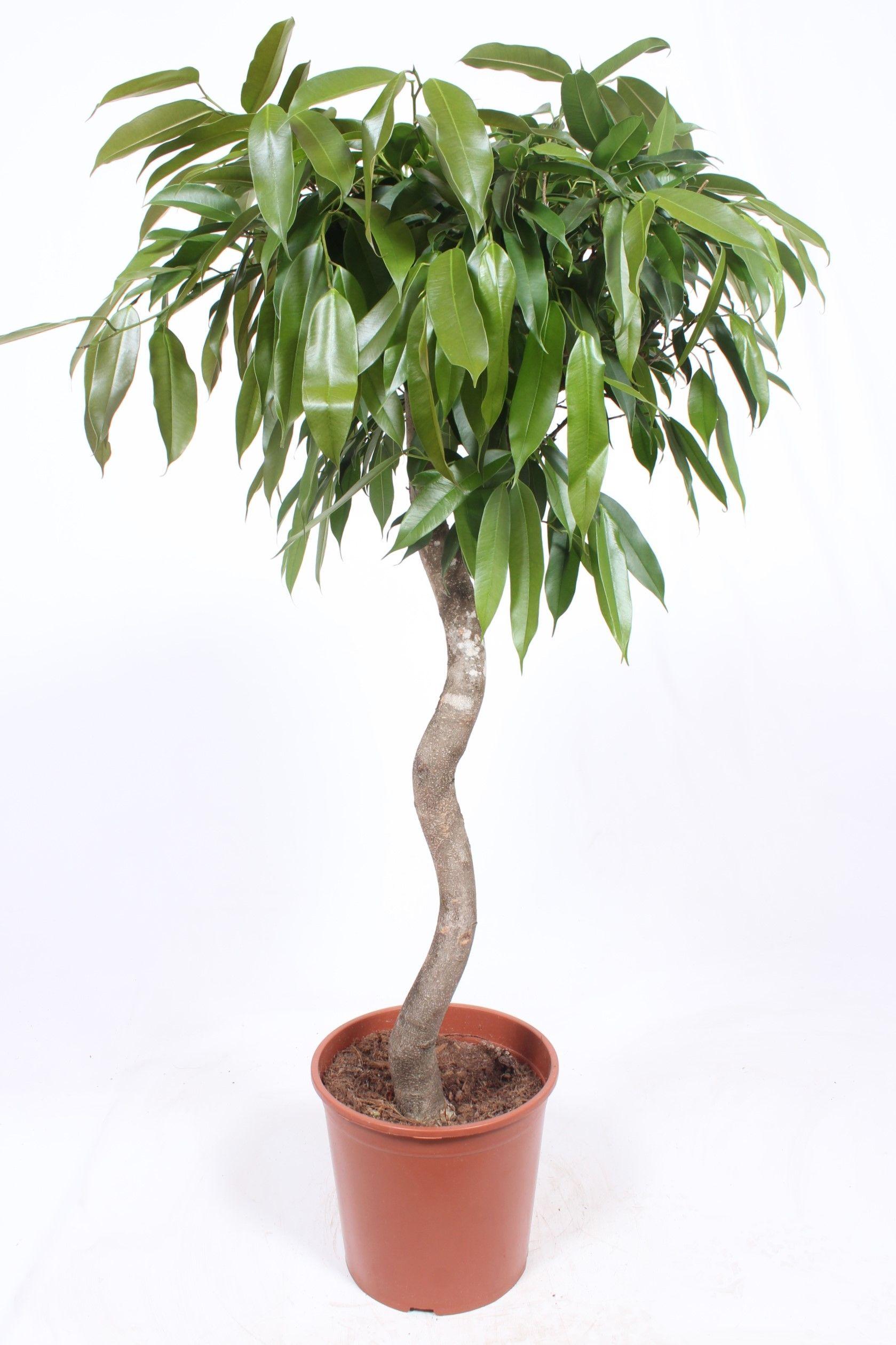 Горшечные цветы и растения оптом Ficus Bin Amstel King Spiral от 1шт из Голландии с доставкой по России