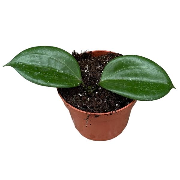 Горшечные цветы и растения оптом Hoya Quinquenervia от 1шт из Голландии с доставкой по России