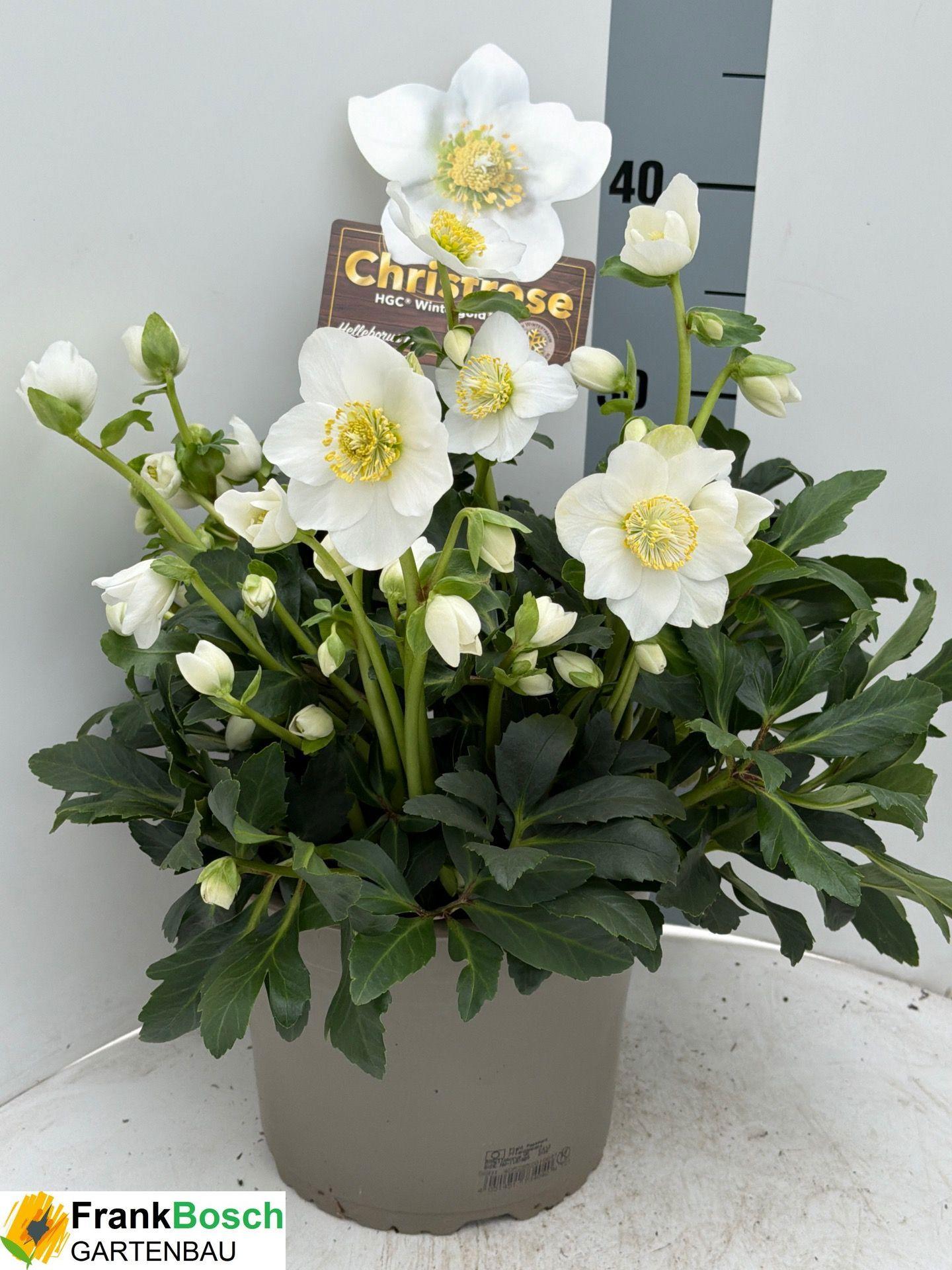 Горшечные цветы и растения оптом Hell Ni Hgc Wintergo от 1шт из Голландии с доставкой по России