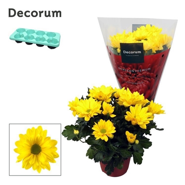 Горшечные цветы и растения оптом Chrys Margarita Yellow (decorum) от 8шт из Голландии с доставкой по России