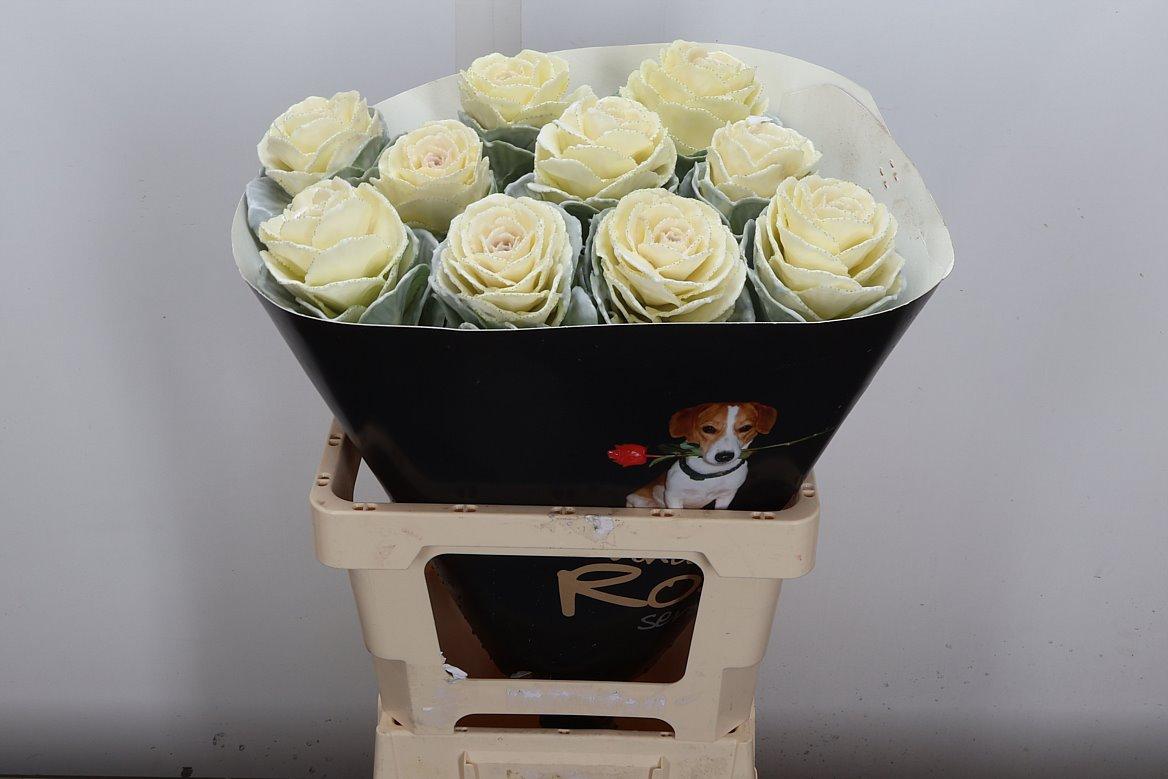 Срезанные цветы оптом Brassica wax white от 10шт из Голландии с доставкой по России