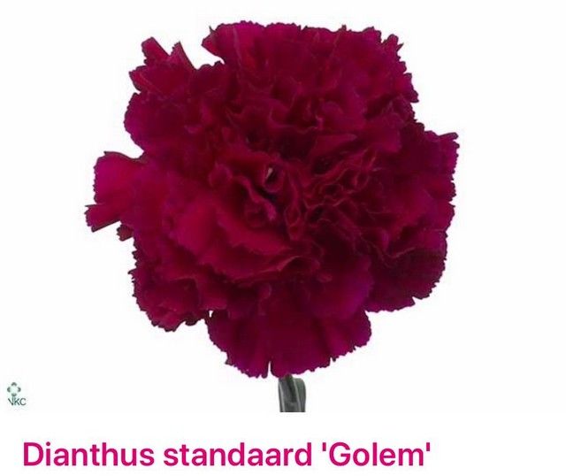 Срезанные цветы оптом Dianthus st golem от 80шт из Голландии с доставкой по России