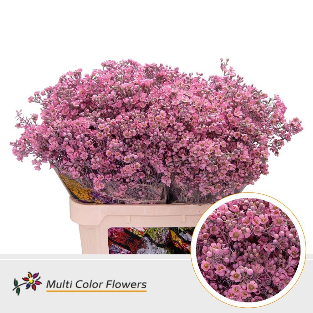 Срезанные цветы оптом Chamelaucium paint pink от 75шт из Голландии с доставкой по России