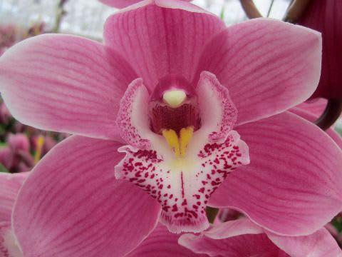 Срезанные цветы оптом Cymbidium pink braemar от 12шт из Голландии с доставкой по России