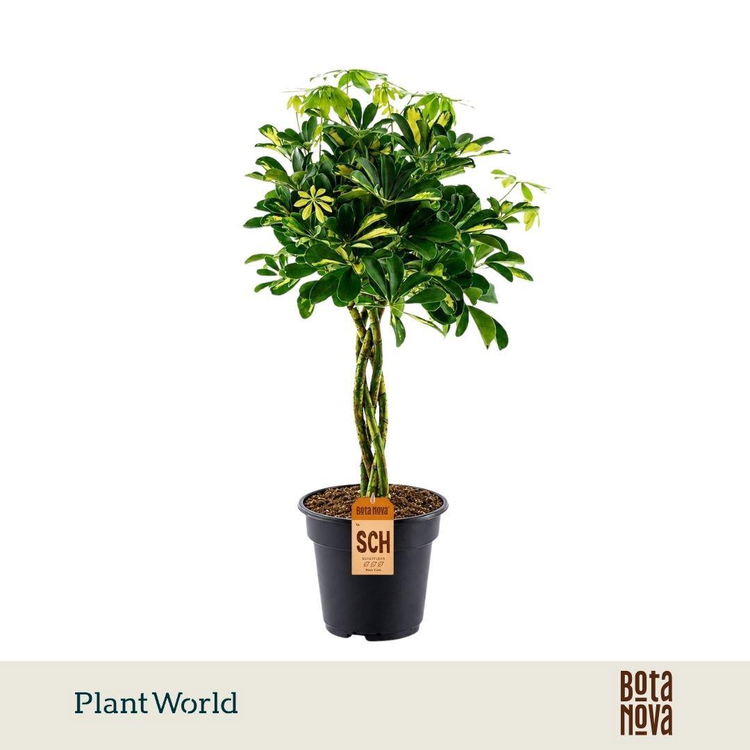 Горшечные цветы и растения оптом Schefflera Gold Capella Twisted от 3шт из Голландии с доставкой по России