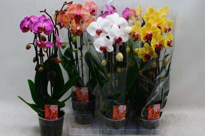 Горшечные цветы и растения оптом Phal El Cascade от 6шт из Голландии с доставкой по России