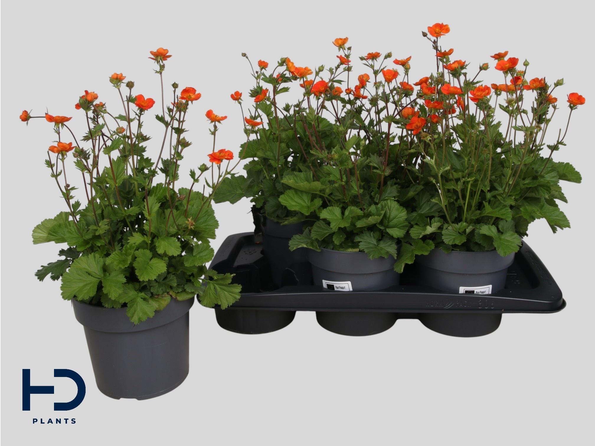 Горшечные цветы и растения оптом Geum Tosai от 6шт из Голландии с доставкой по России