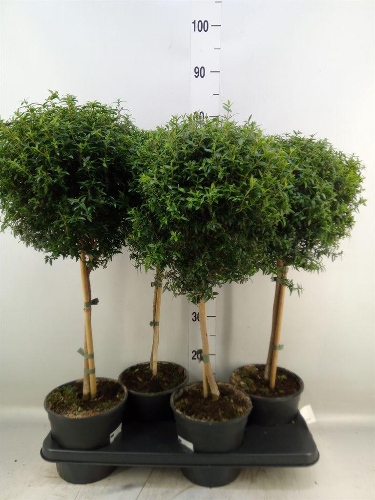 Горшечные цветы и растения оптом Myrtus Communis от 4шт из Голландии с доставкой по России