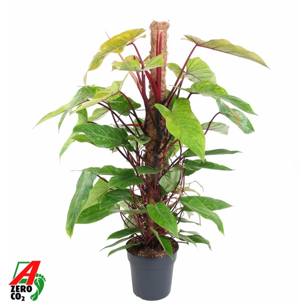 Горшечные цветы и растения оптом Philodendron Painted Lady Mosspole от 1шт из Голландии с доставкой по России