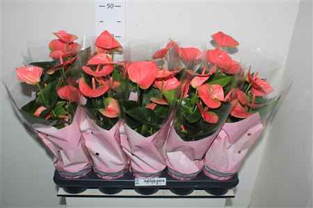 Горшечные цветы и растения оптом Anthu An Sweet Dream 4+ от 10шт из Голландии с доставкой по России
