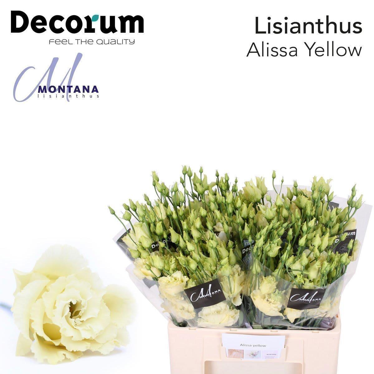 Срезанные цветы оптом Lisianthus do alissa yellow от 50шт из Голландии с доставкой по России