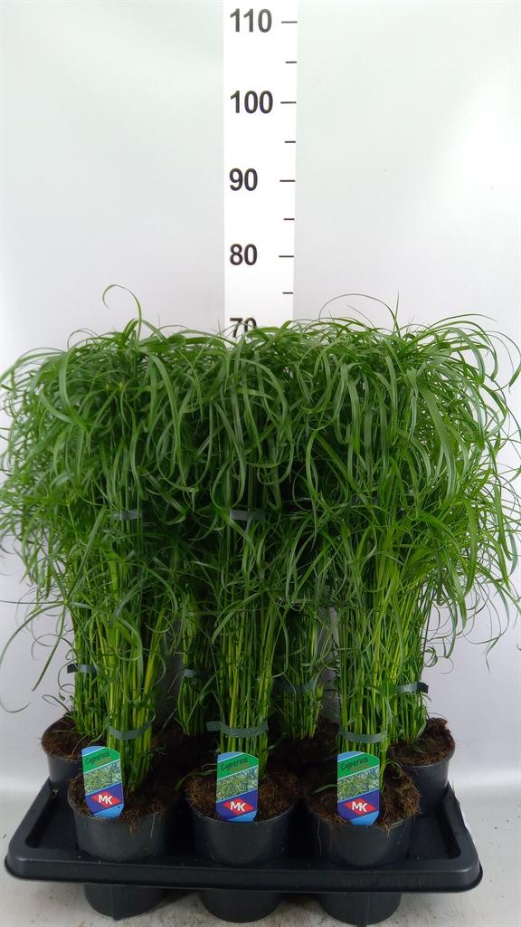 Горшечные цветы и растения оптом Cyperus Alternifolius A от 7шт из Голландии с доставкой по России