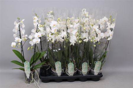 Горшечные цветы и растения оптом Phal Mf An Venice 2 Branches 22+ от 10шт из Голландии с доставкой по России