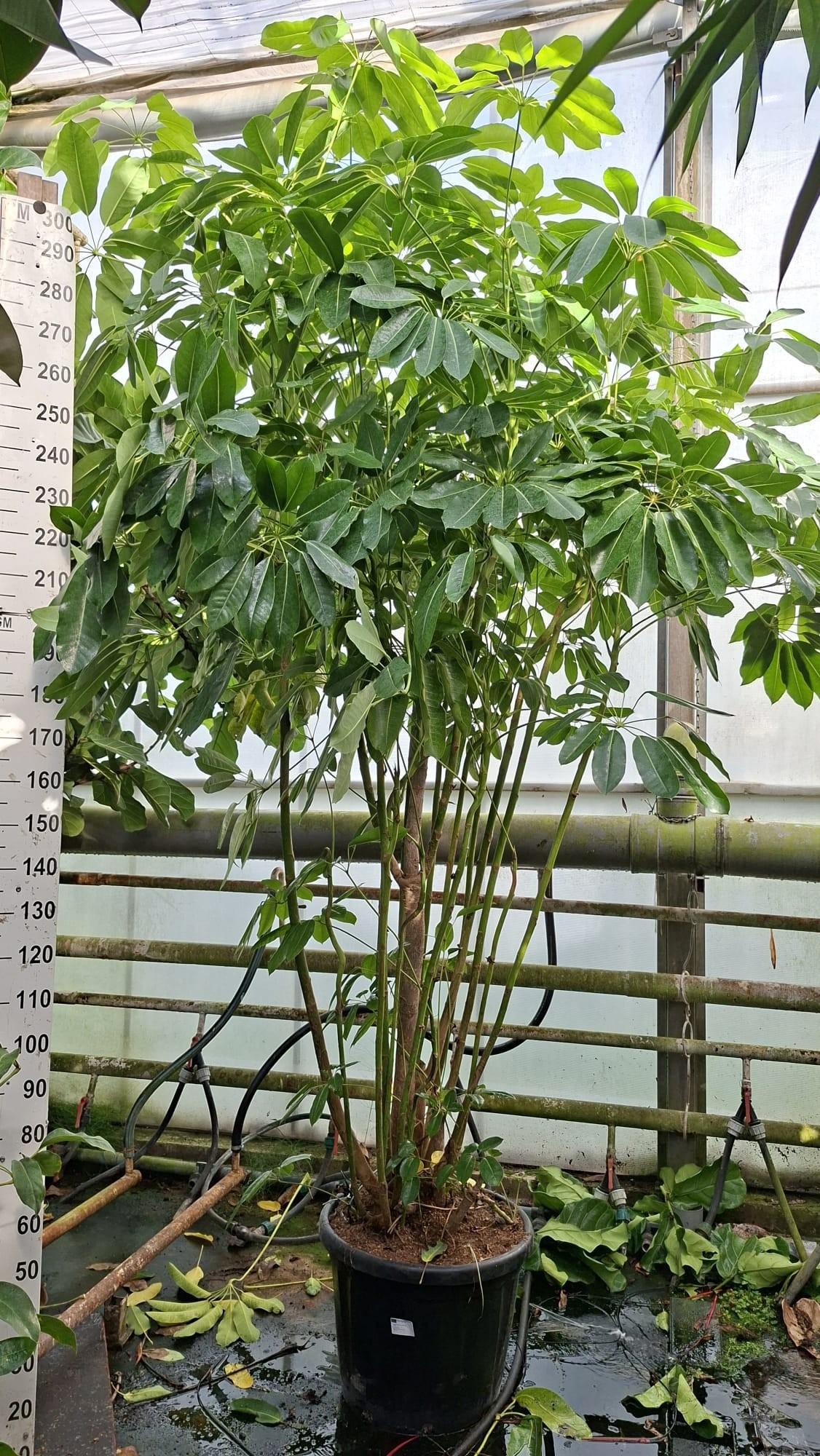 Горшечные цветы и растения оптом Schefflera Amate Multistam Xl от 1шт из Голландии с доставкой по России