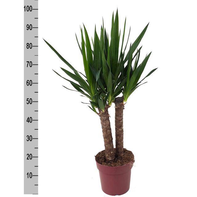 Горшечные цветы и растения оптом Yucca Elephantipes   ... от 1шт из Голландии с доставкой по России