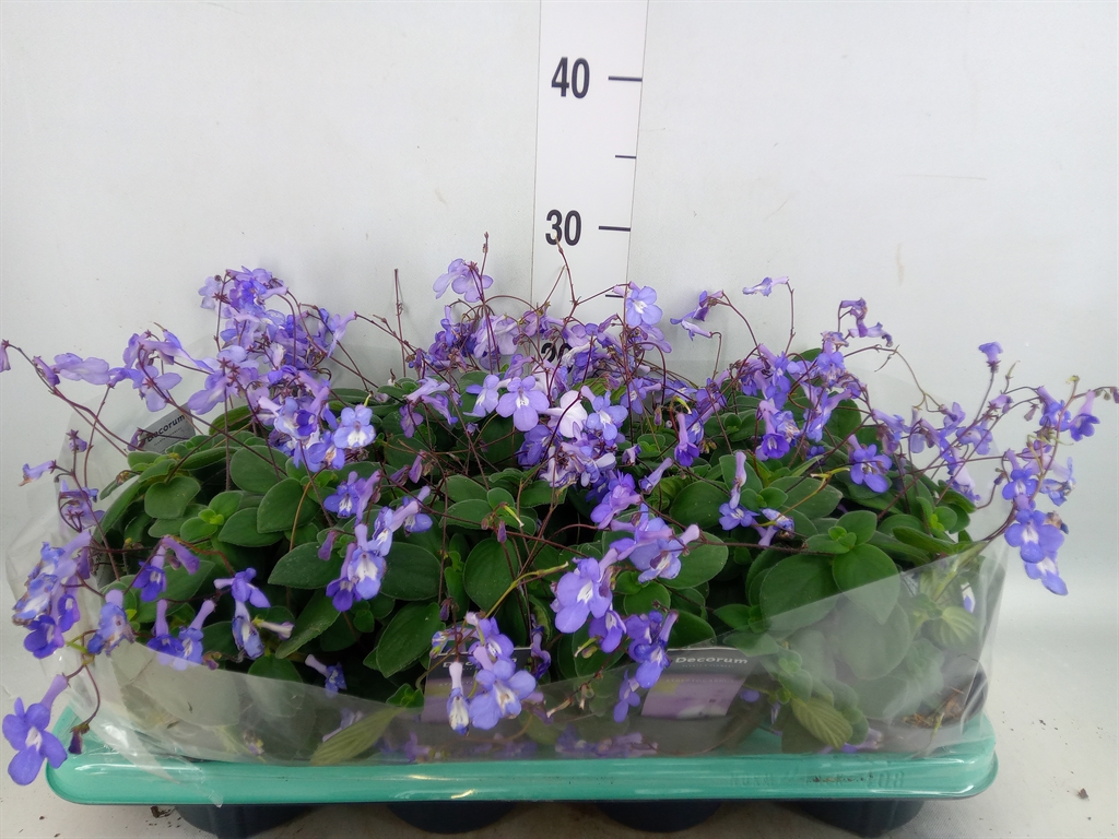 Горшечные цветы и растения оптом Streptocarpus Saxorum от 8шт из Голландии с доставкой по России