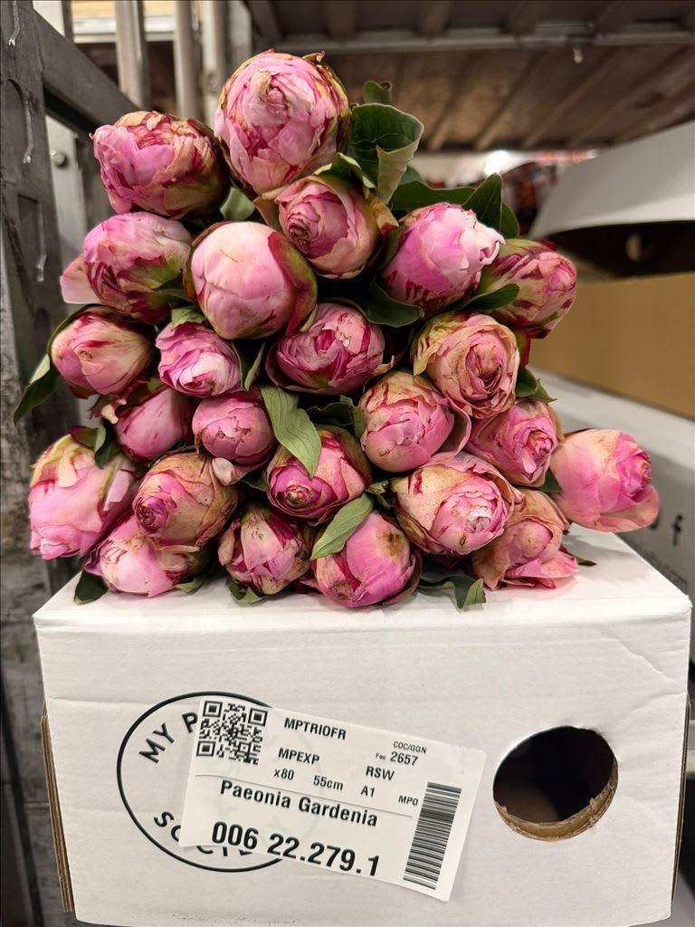 Срезанные цветы оптом Paeonia gardenia от 80шт из Голландии с доставкой по России