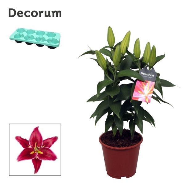 Горшечные цветы и растения оптом Lilium Or Magny Cours 3pp (decorum) от 8шт из Голландии с доставкой по России