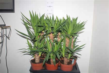 Горшечные цветы и растения оптом Yucca 45-20 2+ от 6шт из Голландии с доставкой по России