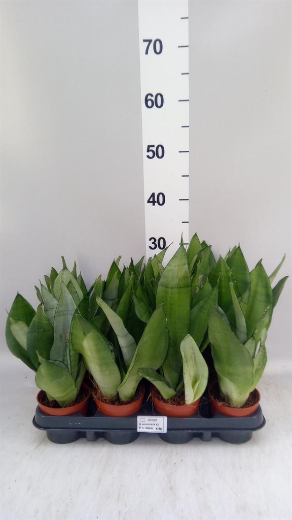 Горшечные цветы и растения оптом Sansevieria Trifa. moonshine от 12шт (для телеги) из Голландии с доставкой по России