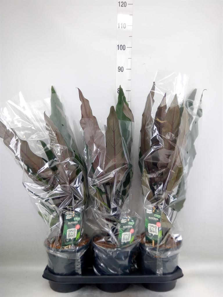 Горшечные цветы и растения оптом Alocasia Lauterbachiana от 3шт (для телеги) из Голландии с доставкой по России