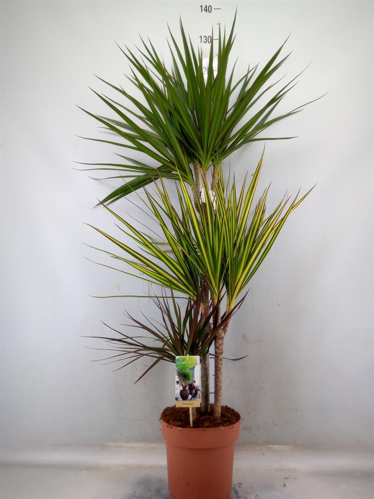 Горшечные цветы и растения оптом Dracaena Marg.   ..mix 3 от 1шт из Голландии с доставкой по России