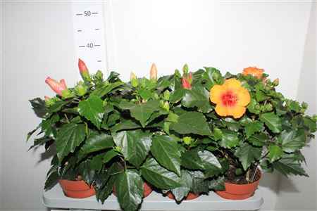 Горшечные цветы и растения оптом Hibis Gem 3 Branche от 8шт из Голландии с доставкой по России