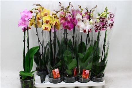 Горшечные цветы и растения оптом Phal Gem 7 Kl 2 Branches 18+ от 10шт из Голландии с доставкой по России