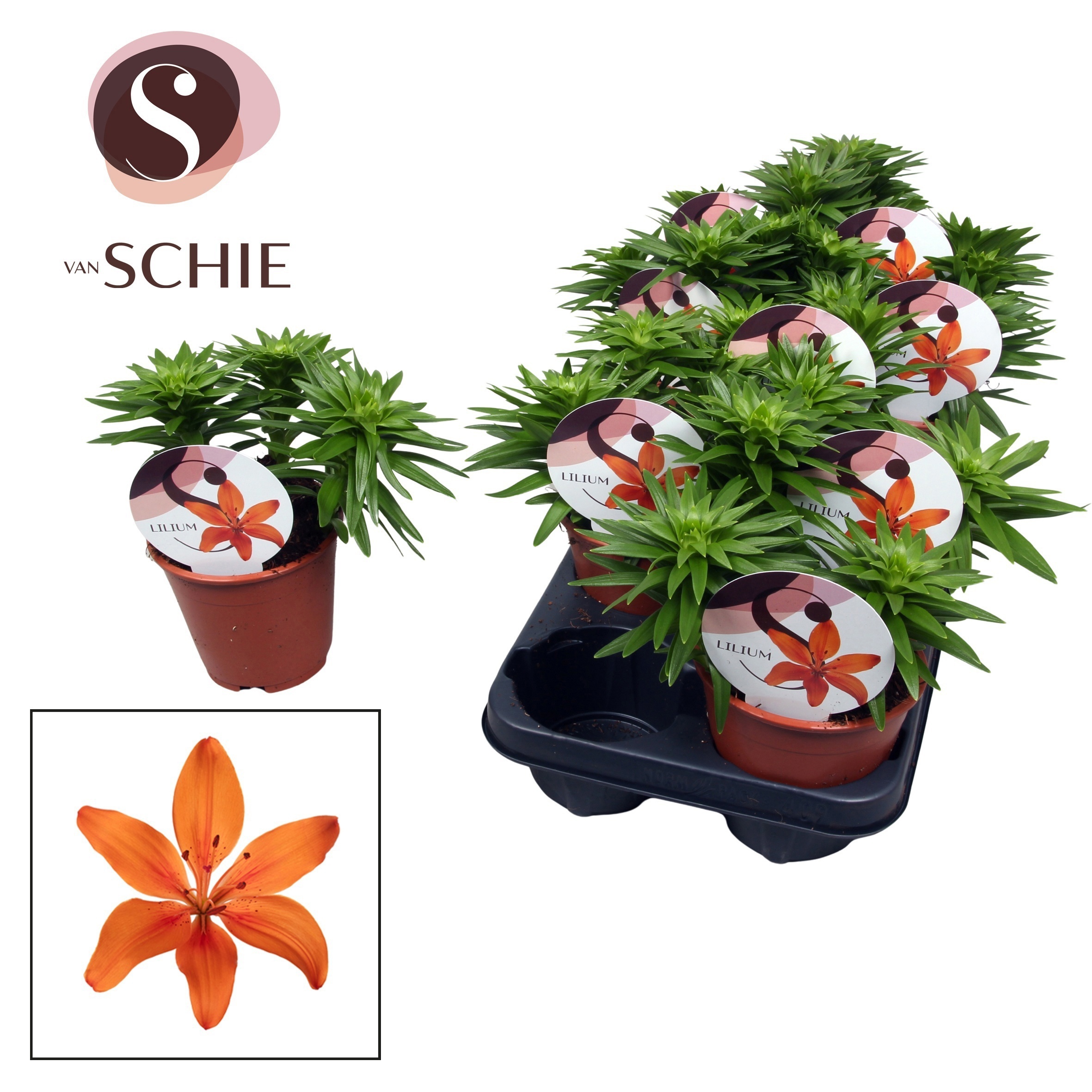 Горшечные цветы и растения оптом Lilium Asiatic Watch Me Grow Orange от 9шт из Голландии с доставкой по России