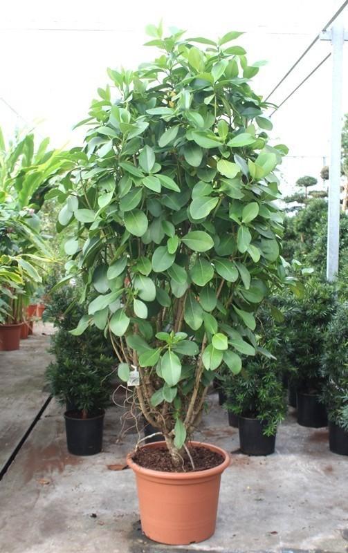 Горшечные цветы и растения оптом Clusia Rosea от 1шт из Голландии с доставкой по России