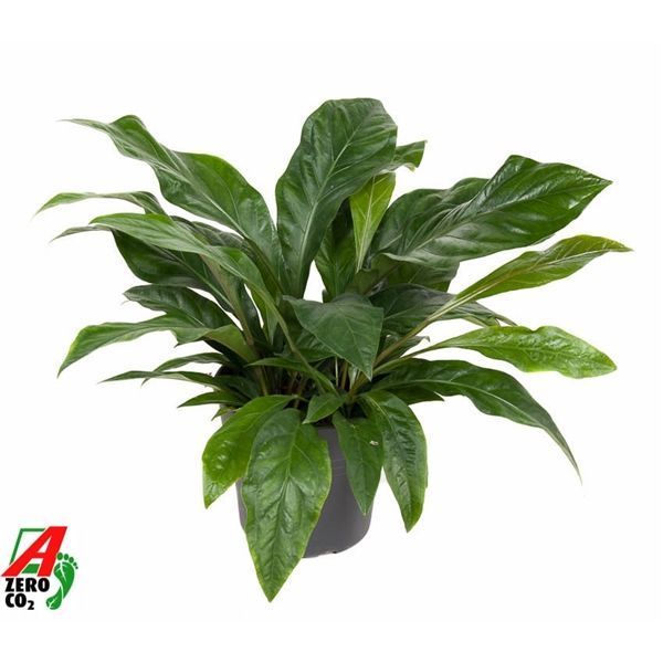 Горшечные цветы и растения оптом Anthurium Jungle Bush 3pp от 1шт из Голландии с доставкой по России