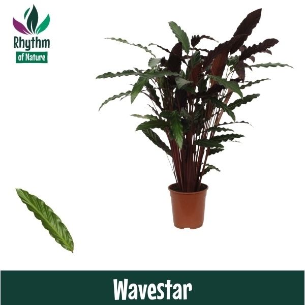 Горшечные цветы и растения оптом Calathea Wavestar (rhythm Of Nature) от 1шт из Голландии с доставкой по России