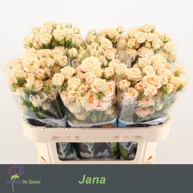 Срезанные цветы оптом Rosa spray jana от 40шт из Голландии с доставкой по России