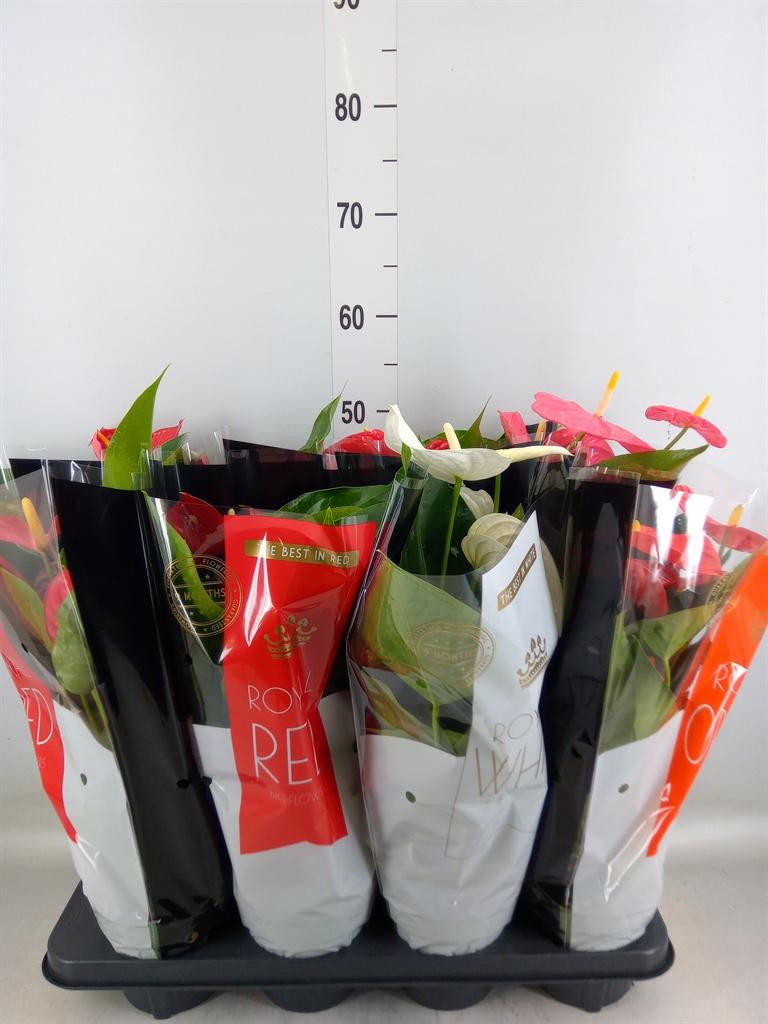 Горшечные цветы и растения оптом Anthurium   ...mix от 8шт из Голландии с доставкой по России