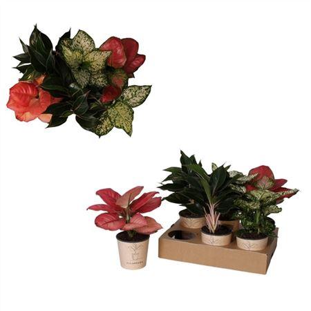 Горшечные цветы и растения оптом Aglaonema `mix` от 6шт из Голландии с доставкой по России