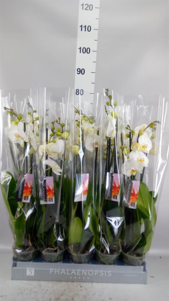 Горшечные цветы и растения оптом Phalaenopsis ...white от 10шт из Голландии с доставкой по России