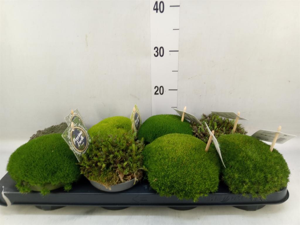 Горшечные цветы и растения оптом Vaste Pltn   ...       [perennials] от 8шт из Голландии с доставкой по России