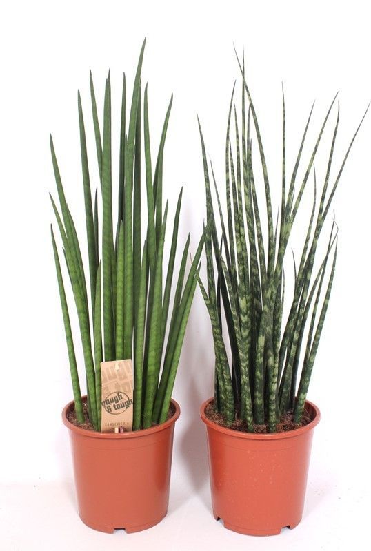 Горшечные цветы и растения оптом Sansevieria Luxe Mix от 1шт из Голландии с доставкой по России