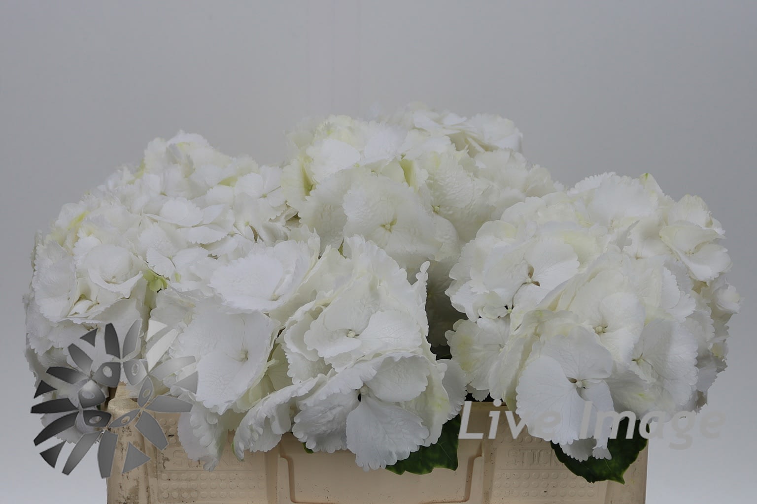 Срезанные цветы оптом Hydrangea schneeball от 10шт из Голландии с доставкой по России