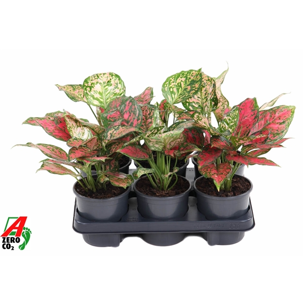 Горшечные цветы и растения оптом Aglaonema Red Valentine от 6шт из Голландии с доставкой по России