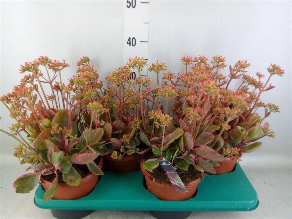 Горшечные цветы и растения оптом Kalanchoe Nf   ... от 4шт из Голландии с доставкой по России