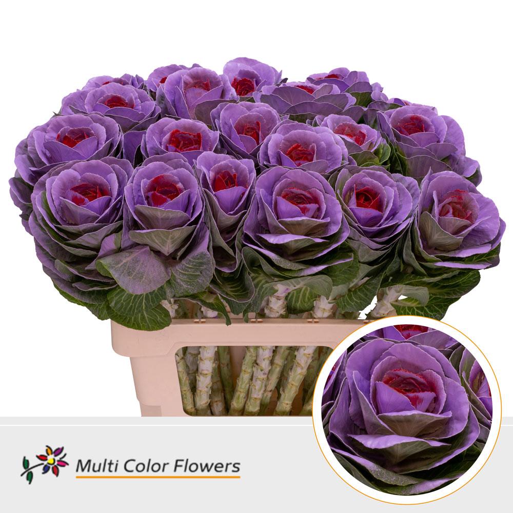 Срезанные цветы оптом Brassica paint milka + red eye от 30шт из Голландии с доставкой по России