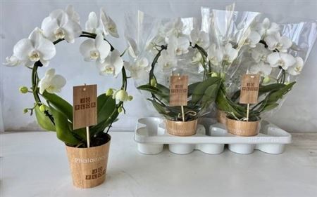 Горшечные цветы и растения оптом Phal Ov Wit Bow 2 Branches 16+ от 4шт из Голландии с доставкой по России