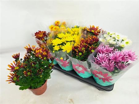 Горшечные цветы и растения оптом Chrys Mix 5pp от 8шт из Голландии с доставкой по России