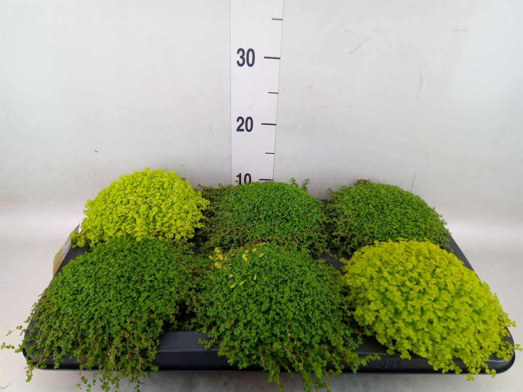 Горшечные цветы и растения оптом Soleirolia Soleirolii   ...mix 2 от 6шт из Голландии с доставкой по России